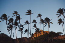 Palm trees blowing in the wind.