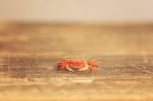 a little crab