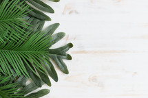 palm fronds on a white wood background 