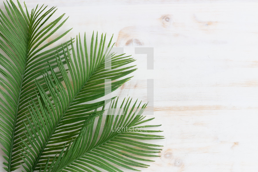palm fronds on a white background 