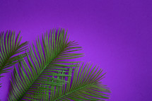 Palm fronds on a purple background 