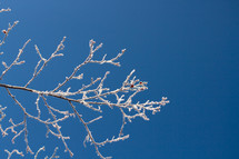 frosty branches and blue sky 
