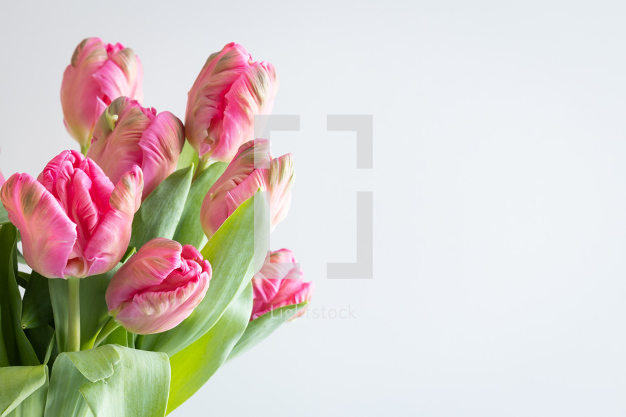 Bouquet of pink tulips on a white background with copy space