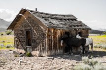 horses standing beside of a barn 