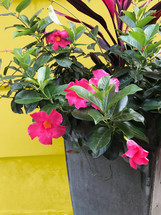 pink potted flowers 
