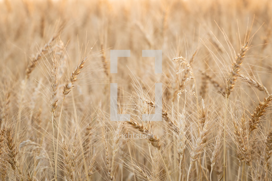 golden wheat field background 