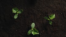 Seeding Little Plants In The Garden for environmental purpose