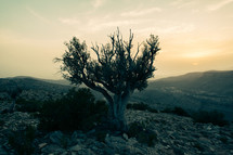 Single tree on a hillside at sunrise in the Middle East.