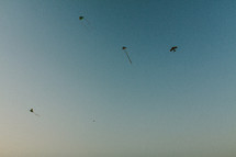silhouettes of kites in a sky 