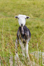 sheared lamb