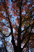 silhouette of a autumn tree against a blue sky 