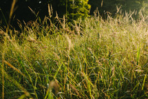 tall green grasses in sunlight 