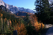 fall trees on a mountainside 