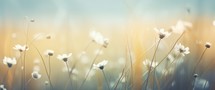 Field of daisies at sunset. Soft focus. Nature background