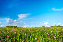 Field with meadow flowers
