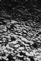 Black and white of a hill covered in flowers.