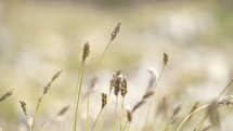 Dry grass moving in the wind in sunny autumn mountains
