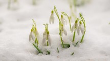 Melting snow snowdrop flower bloooming fast in spring Time lapse
