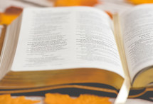 open Bible on fall leaves 