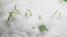 Fast melting snow and snowdrop flower blooming in spring Time lapse
