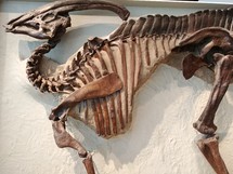 dinosaur skeleton 