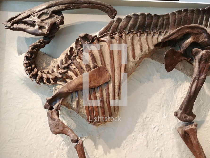 dinosaur skeleton 