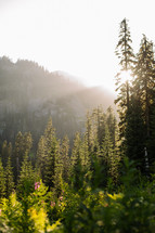 sunlight shining onto a mountaintop and forest 