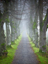 gravel road and fog in forest 