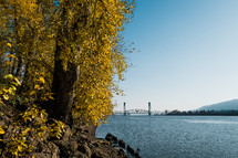 fall trees along a riverbank 