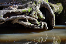 twisted tree roots hanging over a stream 