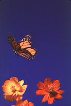 flying monarch butterfly 
