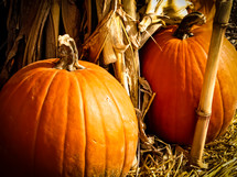 Orange pumpkins and yellow cornstalks for autumn decoration.