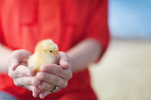 hands holding a baby chick 