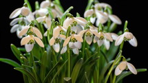 Snowdrops blooming blossom time lapse. Closeup opening flowers
