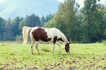 grazing horse 