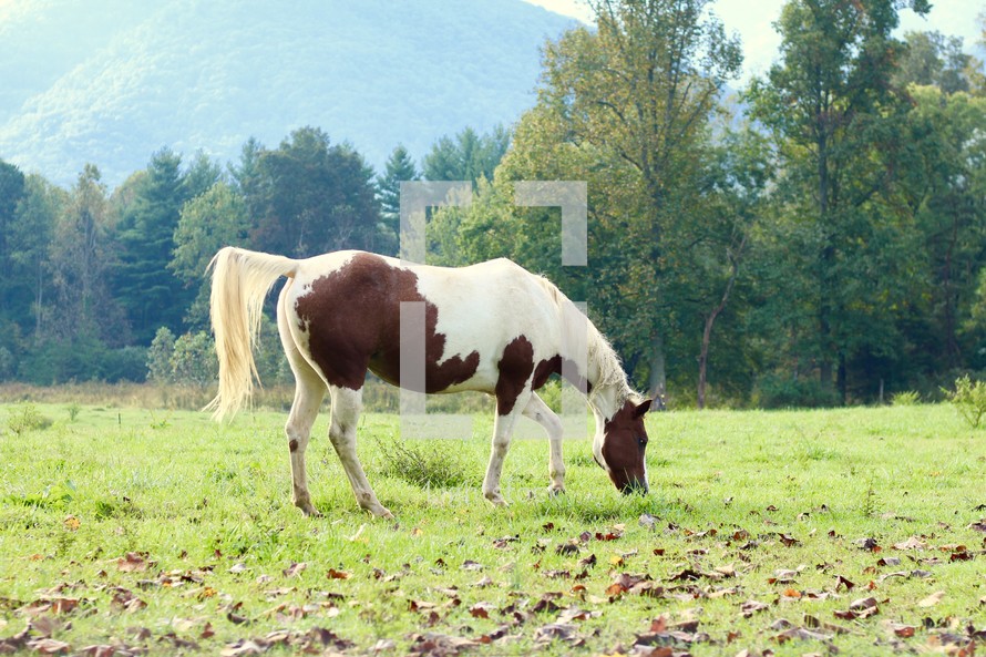 grazing horse 