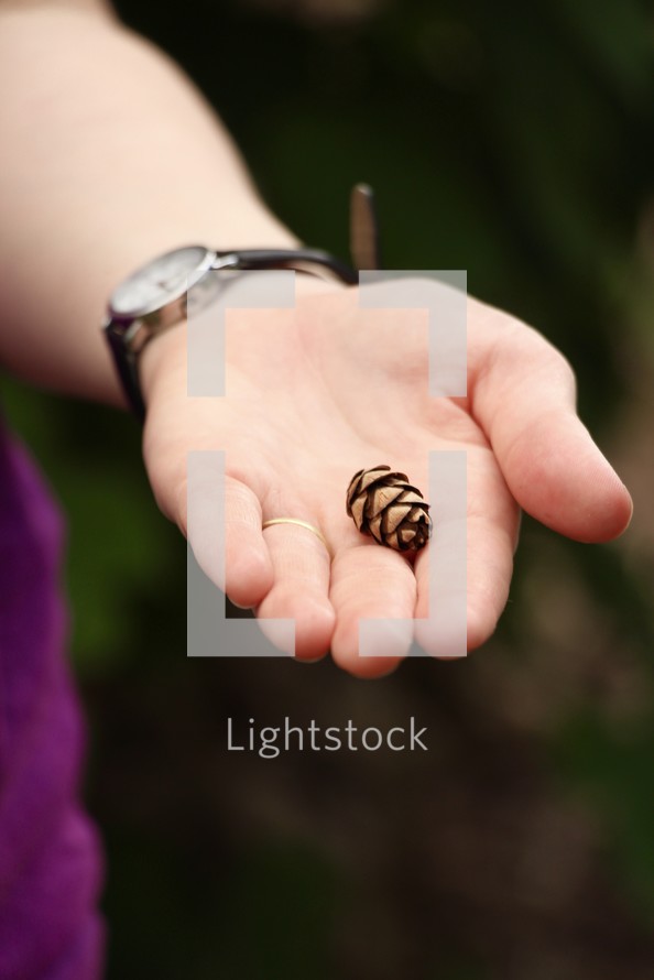 tiny pine cone in a hand 