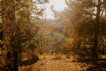forest with rainbow flare 