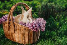 Cute little baby rabbit in wicker basket on nature background. Easter bunny symbol with lilac flowers bouquet. High quality 