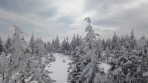 Fly over snowy forest landscape in sunny winter

