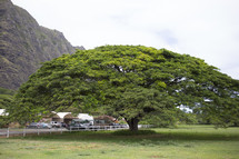 large green tree in Hawaii 