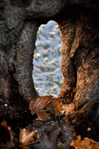 hole in a tree trunk with view of water flowing in a stream 