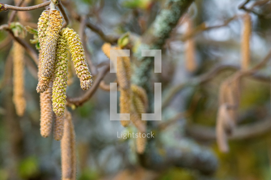 flowering hazelnut tree 