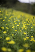 yellow wildflowers in a field 