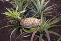 Pineapple crop