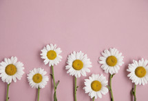 border of daisies on pink background.