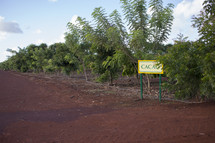 Cacoa orchard 