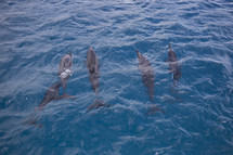 a pod of dolphins 