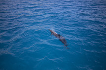 dolphins in the ocean 