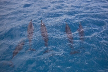 pod of dolphins 